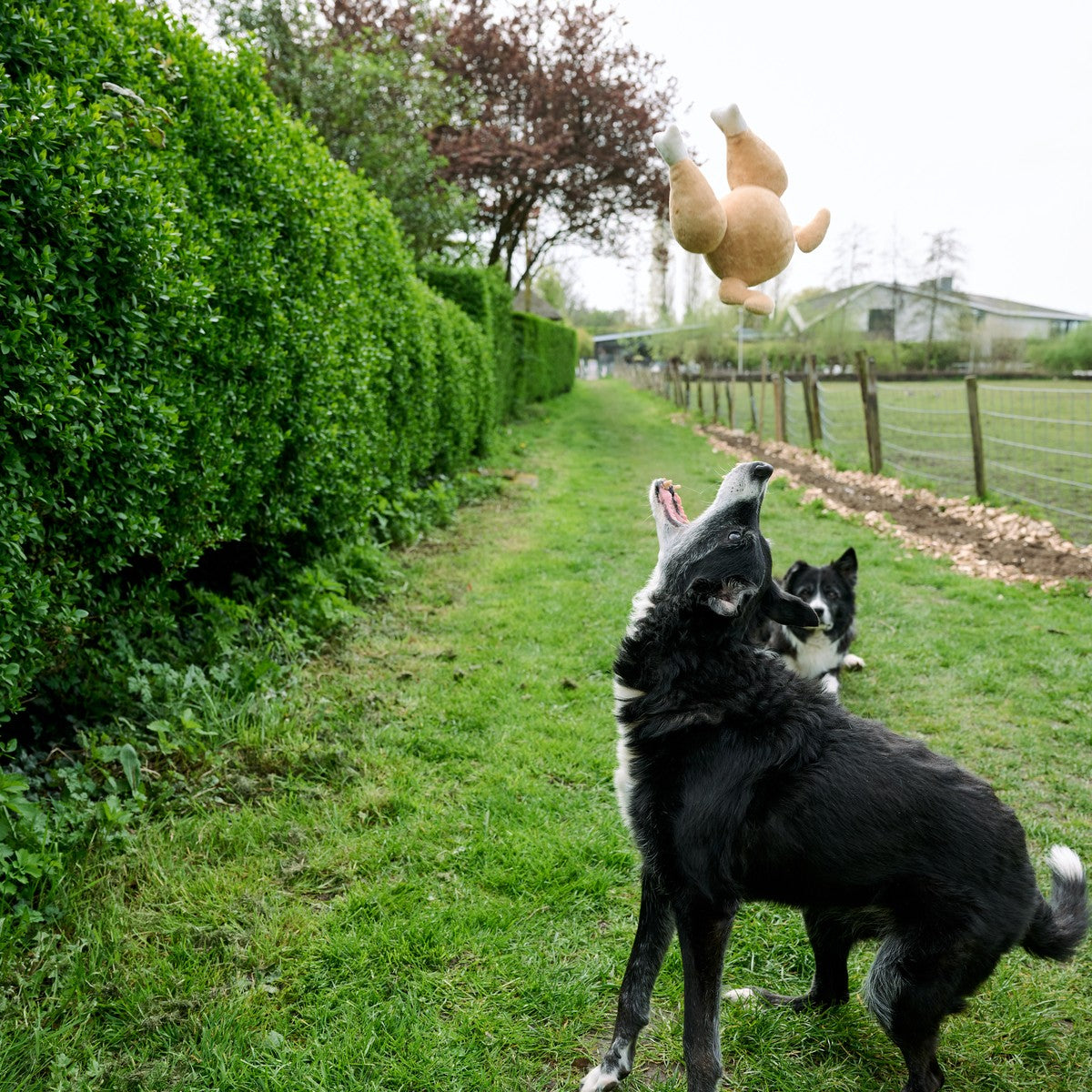 Hond met speeltje